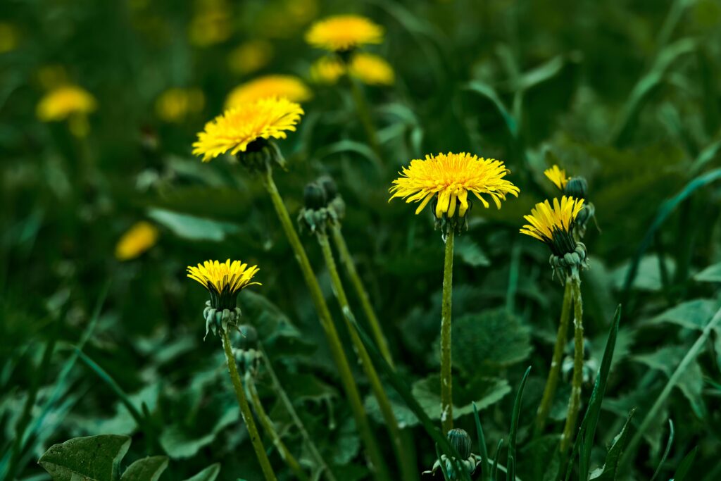 Close-up of bright yellow dandelions flowering against lush green foliage.