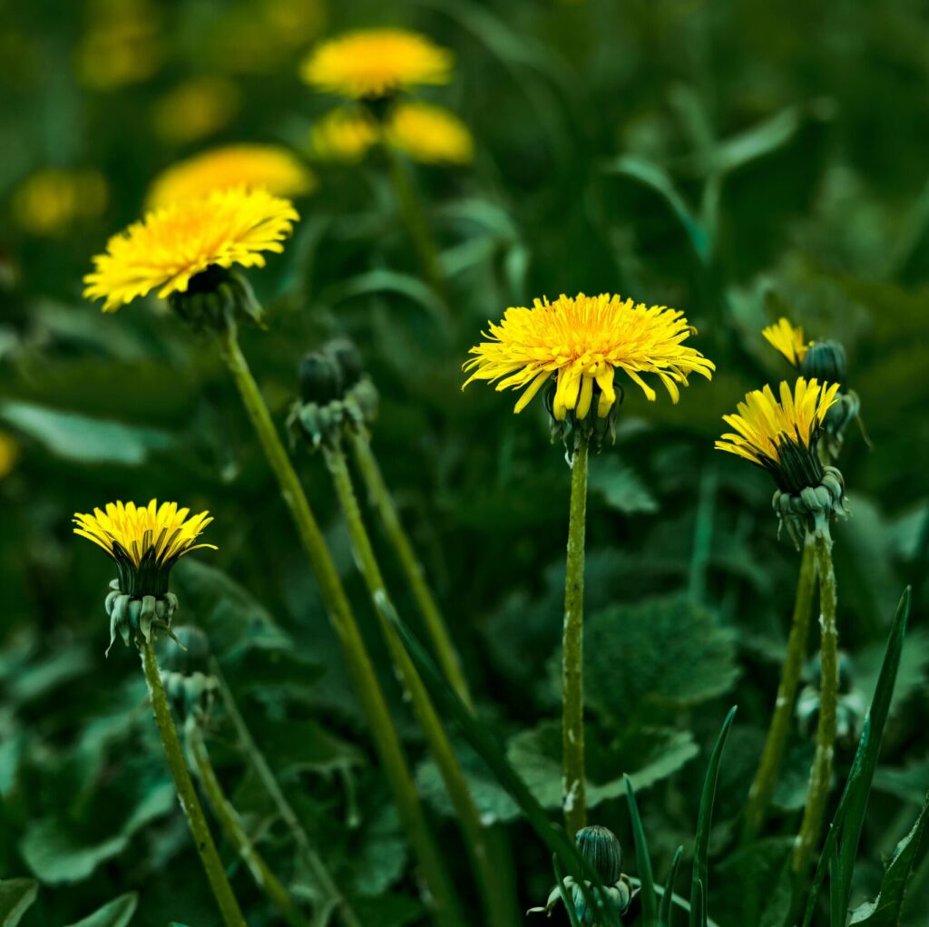 Close-up of bright yellow dandelions flowering against lush green foliage.